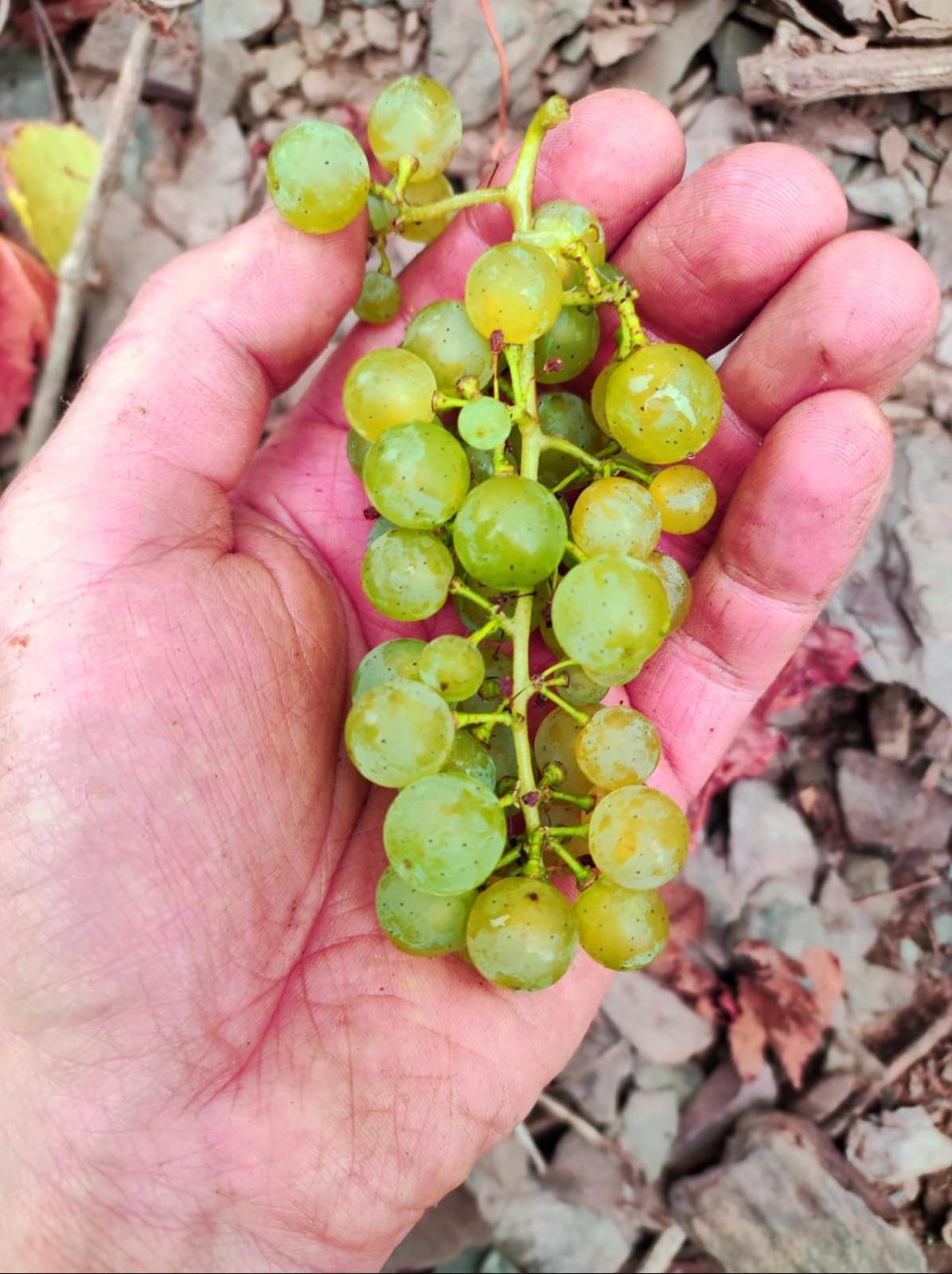 Ferienweingut Gansen / Hochgenuss 1 Διαμέρισμα Ernst Εξωτερικό φωτογραφία