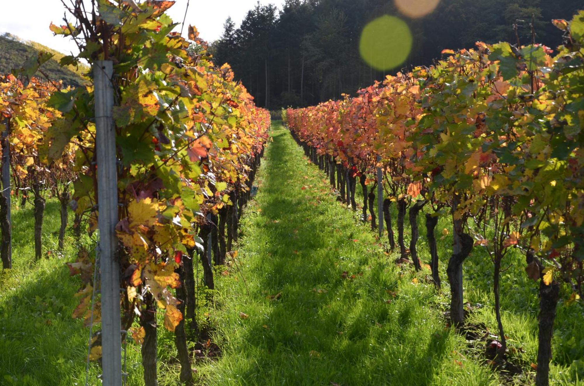 Ferienweingut Gansen / Hochgenuss 1 Διαμέρισμα Ernst Εξωτερικό φωτογραφία