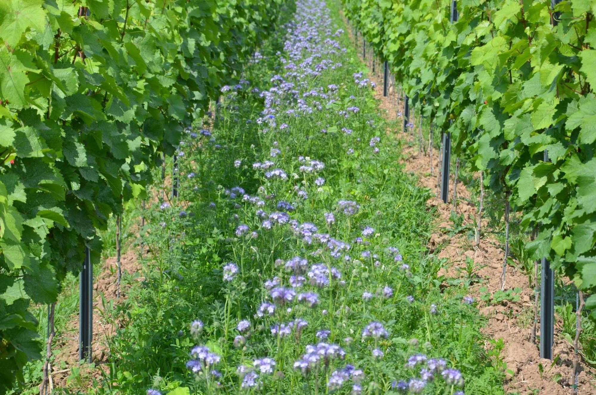 Ferienweingut Gansen / Hochgenuss 1 Διαμέρισμα Ernst Εξωτερικό φωτογραφία
